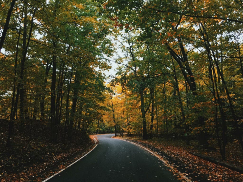 A winding road to navigate the forest.